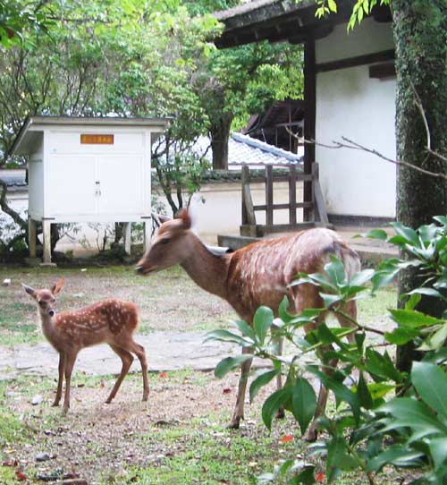 今日のバンビ なら散策日記 鹿と亀と猫と犬の日々