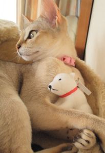 プーちゃん誕生日1