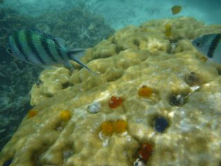 ナンユアン島5
