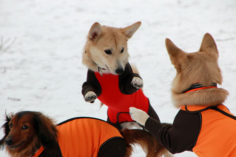 2015_03_13_25063_1.jpg