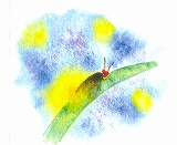 hotaru