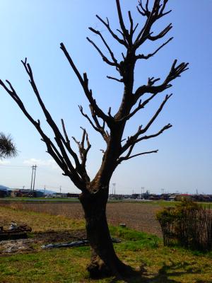IMG_1101a.jpg