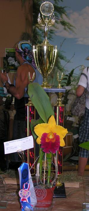 蘭展優勝花