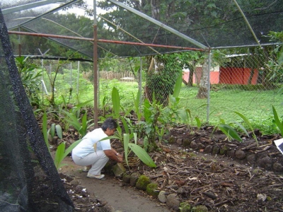 vivero1