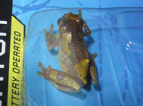 エルバジェ名物 幻の「黄金の蛙」
