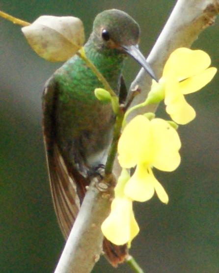 マッカーノの花の蜜を吸うハチドリ