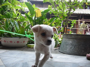 周城の子犬