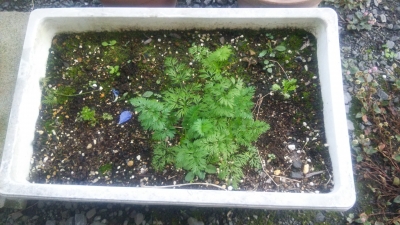 �n���O���l�Q �r���o��3