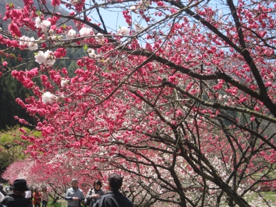 花もも祭り