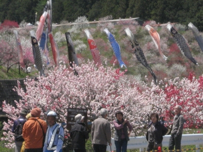 花もも会場