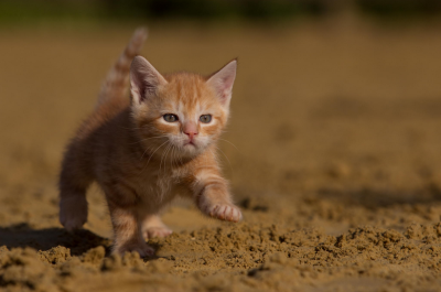 猫