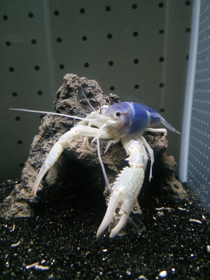DSC_2185.JPG