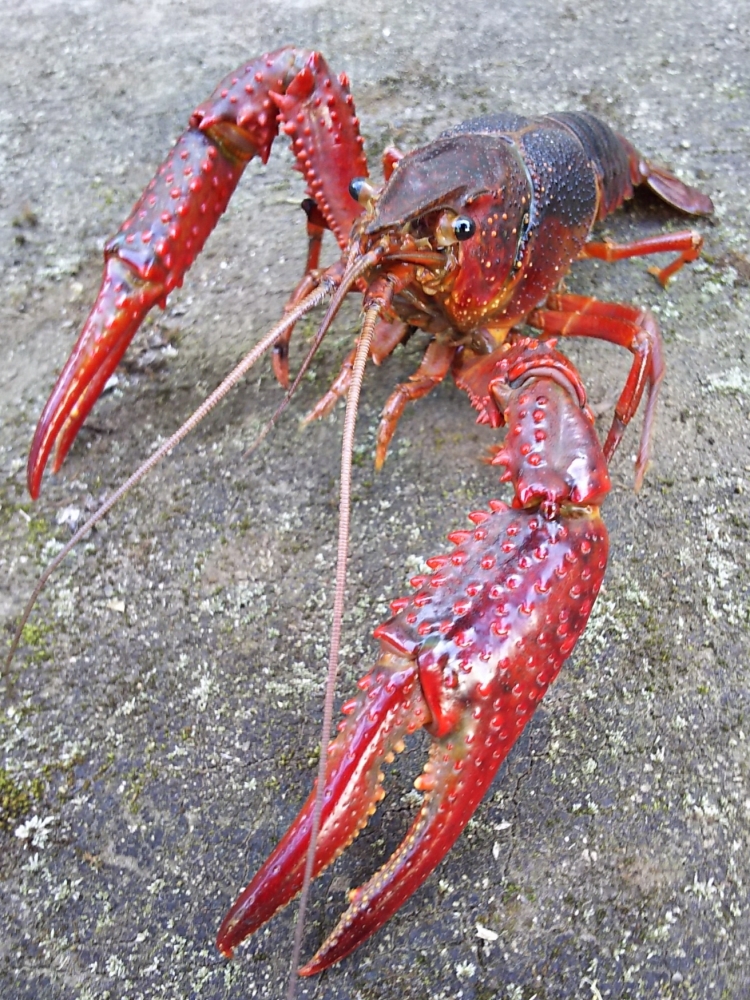 ザリガニ 餌 食べ ない