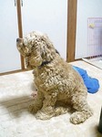 あれ?りっくんは?