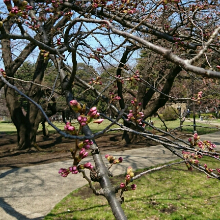 DSC_0284_crop_432x432.JPG