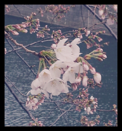 PicsArt_1521554280226_Ronny_Pink_Black.jpg