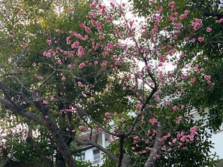 image1.jpeg