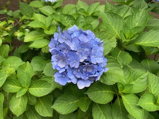 IMG_2069.jpg