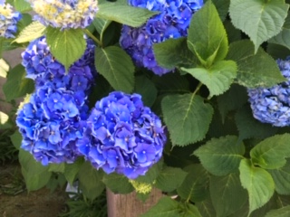 image0.jpeg
