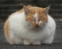 猫3.jpg