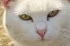 猫4.jpg