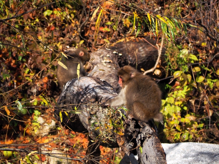 PA311134.jpg