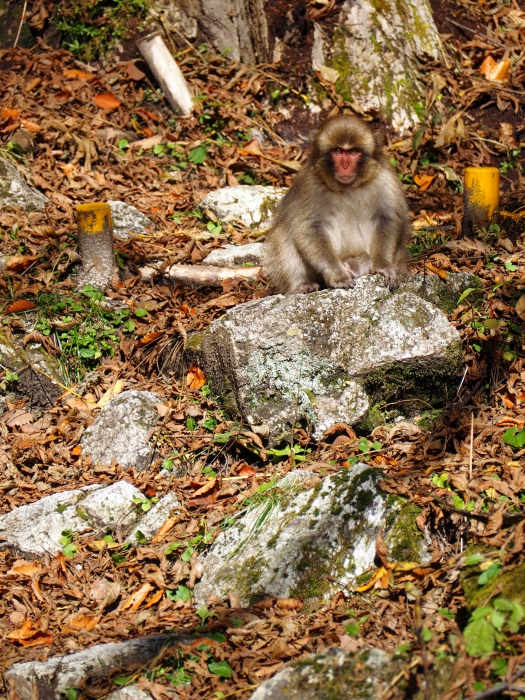 PA311165.jpg