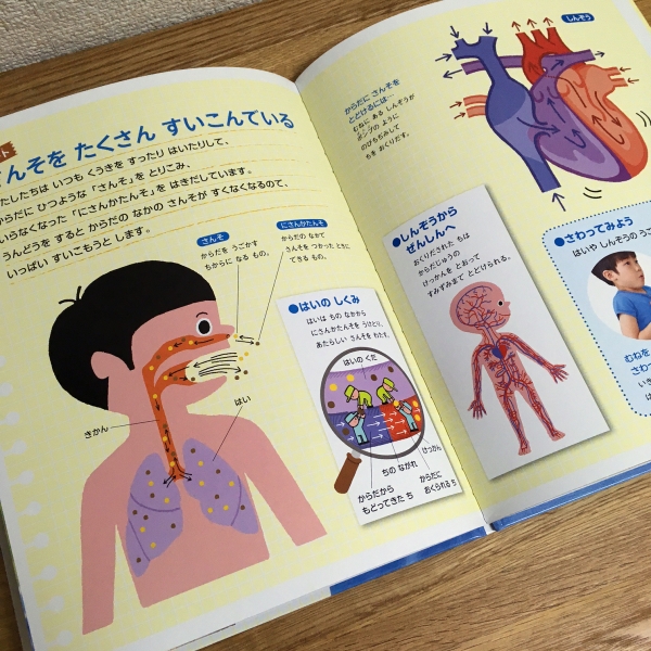 しぜん キンダーブック 9月号「からだ」／フレーベル館 | okakei's