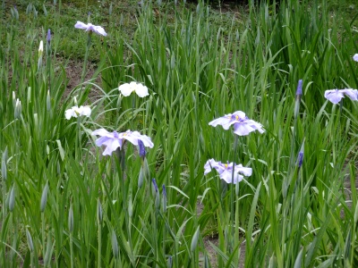 花菖蒲