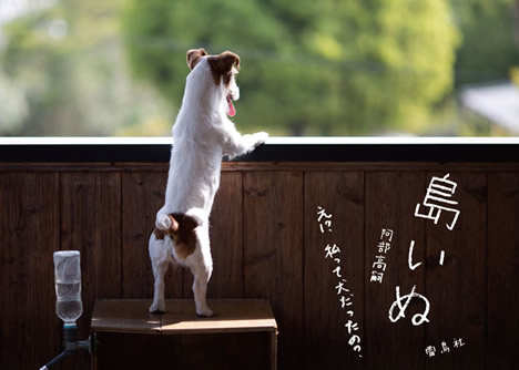 島いぬ