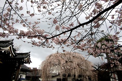 本満寺 桜