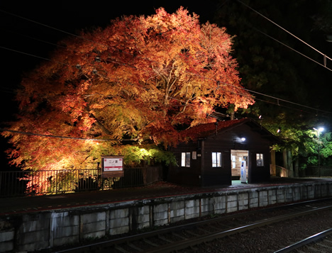 叡電 紅葉のトンネル 二ノ瀬