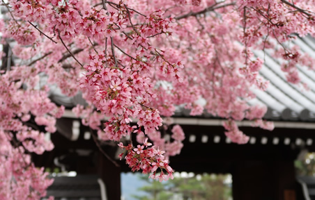 長徳寺 桜
