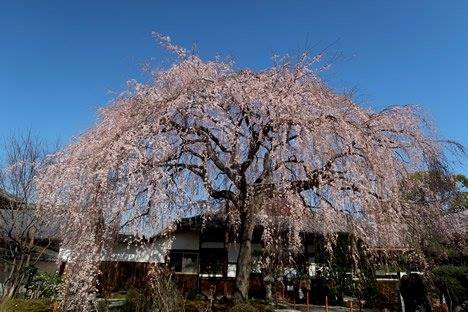 本満寺 桜