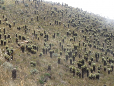 4000mの植物