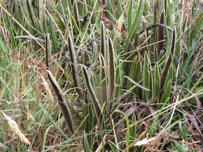 高山植物