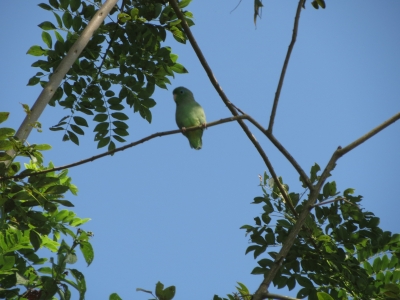 インコ