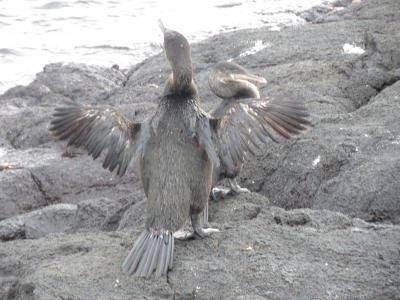 ガラパゴスコバネウ