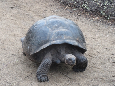 ゾウガメ1