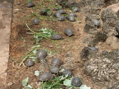ゾウガメの繁殖場