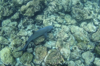サメ