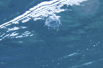 海面に浮かぶクラゲ