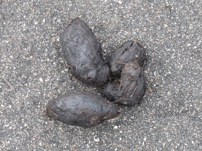 ゾウガメの落とし物
