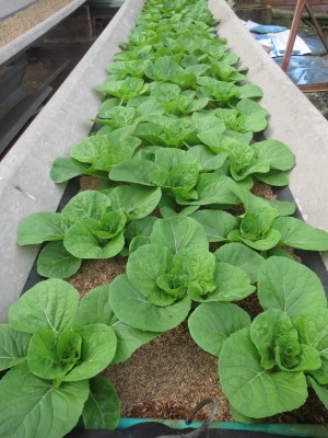 順調に育つ白菜