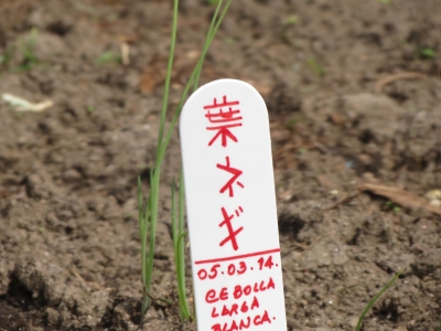 野菜の漢字