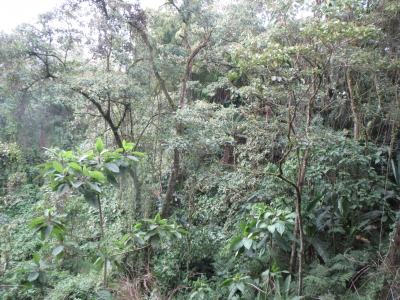 大学植物園