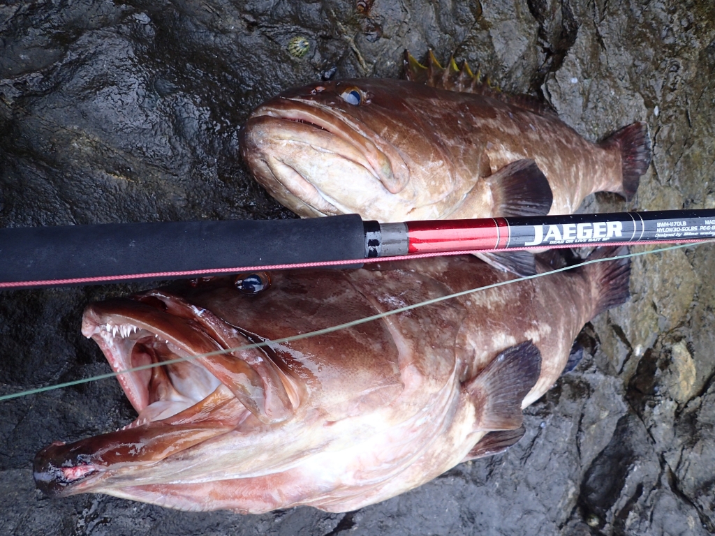 磯アラ開幕 | Blue water house オリジナル商品