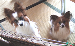 『愛犬』