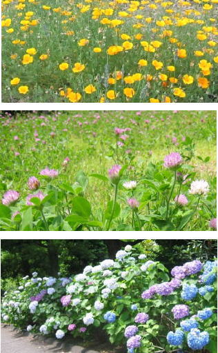 花たち