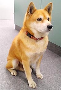 柴犬